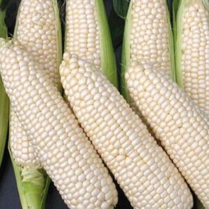 7 Tips Emas Memilih Jagung Susu Segar