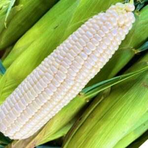 Jagung Susu : Panduan Elak Ditipu dan Dapat Yang Segar