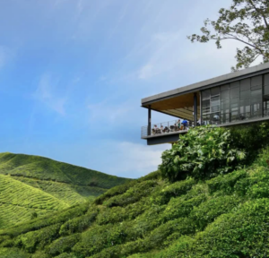 Ada Apa di Ladang Teh BOH Sungai Palas?