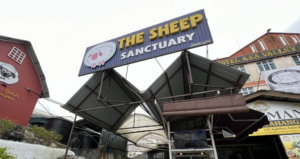 The Sheep Sanctuary: Tips “OOTD” Bersama Biri-Biri Tanpa Pening Kepala