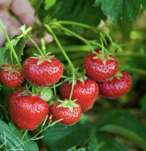 Tips Beli Strawberry di Cameron Highlands